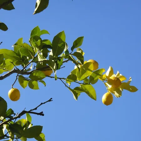 Ξενοδοχείο Menes Γένι