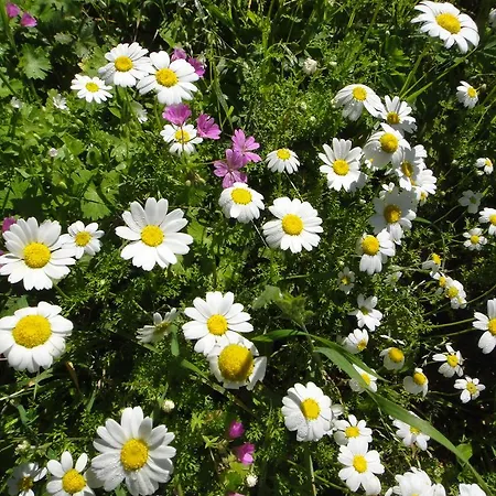 Ξενοδοχείο Menes Γένι